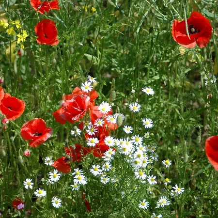 Apartamento Ferien-am-gutshof In - In Ostseenaehe
