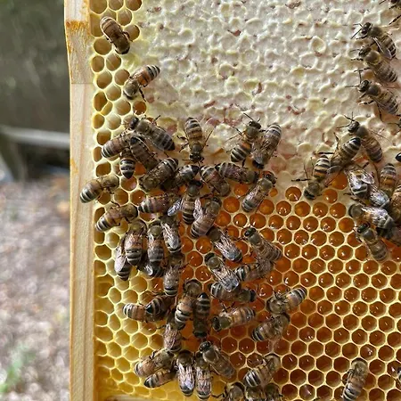 Ferien-am-gutshof In - In Ostseenaehe * Velgast
